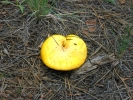 PICTURES/Lava River Cave/t_Mushroom - Yellow Heartshape1.JPG